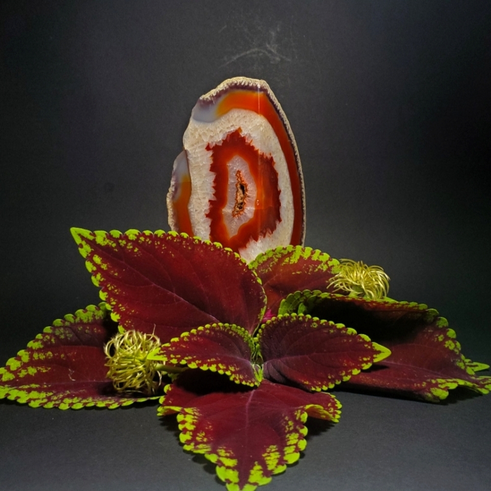ROCKS & MINERALS Red Polished Agate Geode Slice with Druzy and Crystals 5" Tall